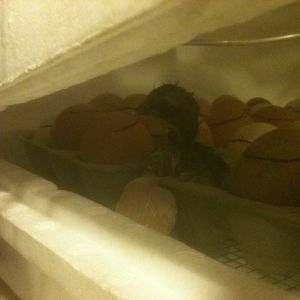Our first chick out..