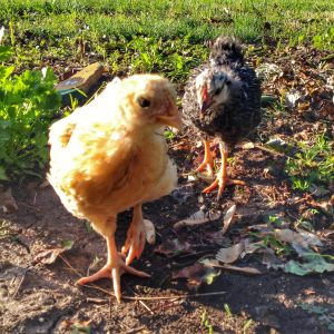 Olaf and Buck Cluck 5 wks old