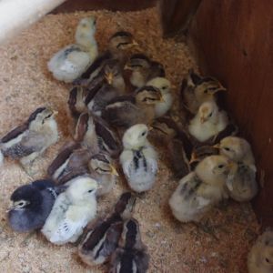 golden phoenix and appenzeller spitzhauben chicks