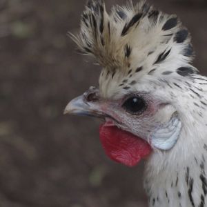 appenzeller spitzhauben