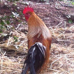 golden phoenix rooster