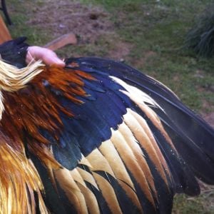 golden phoenix rooster wing