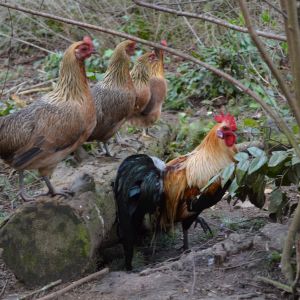 golden phoenix rooster and hens