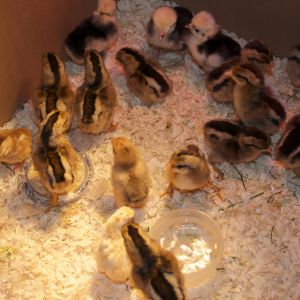 golden phoenix, black white crested polish, mille fleurs, and old english game chicks