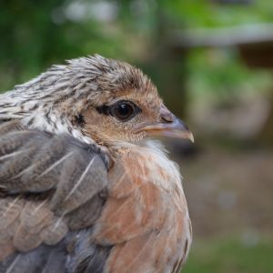 golden phoenix chick (girl)