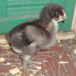 fuzzy little tough guy!