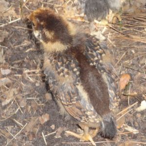 One of the "twins", BLRW