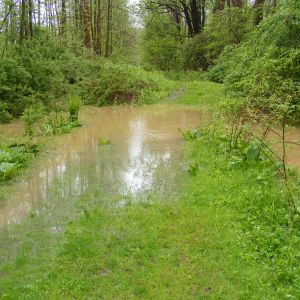 Our neighbors trail to their camper - impassable, about 9 inches of water flowing.