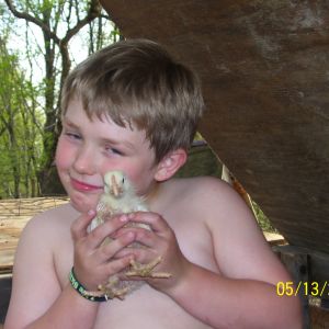 My grandson Zander handing me the chicks to put into their new coop.