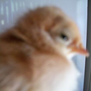 looks like a Buff it was a freebie