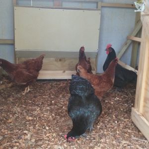 Girls getting to know their new home.  Took us a month to build the new coop.