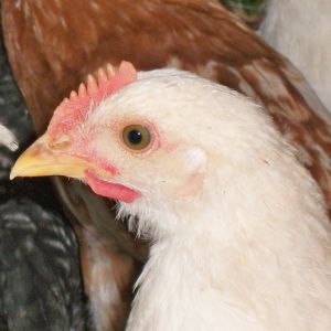 This is Popcorn . she is the first to me