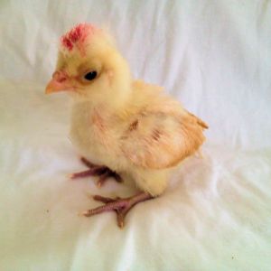Hopper our little Buff polish Laced