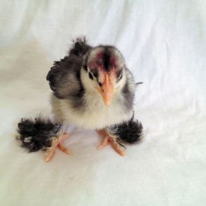 Our Mystery Baby , Supposed to be a Blue Cochin or a frizzle, Anyone know?