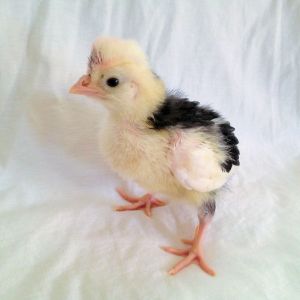 Our awesome Little Mottled Houdan