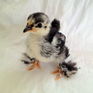 Ok so this is our other mystery baby, again supposed to get 2 frizzles the first one is like the 3rd pic...so again that leaves this one as being a Blue Cochin or a frizzle that hasn't really started to frizz yet lol.