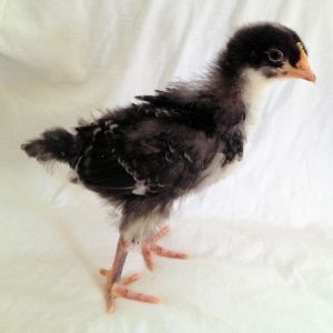 Our Pretty Little cuckoo  Maran
