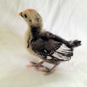 And last but certainly not least our little runt The Se bright. so gorgeous and wow these guys are serious flyers for being so little.