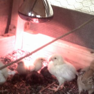 chickies under brooder lamp