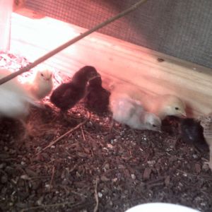 i have ti say i was really worried about the size of the chicks when i put them in the brooder but other then a few pecks and wing flappings they seem to be getting along the pic doesn't do the little blue chick justice