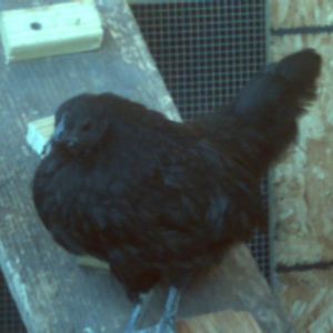 my black hen watson i hope it is at least it sure is acting like a hen