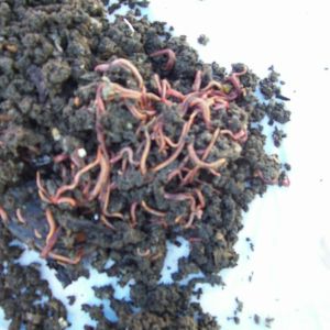 Pile of worms in castings