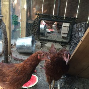 A little paranoid again that the girls might be boys. Janet, on the right, is so much bigger than Penny, but she's older too and has always been bigger.