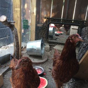 Penny, on the left at an estimated age of 11-13 weeks. Janet, on the right at an estimated age of 12-14 weeks.