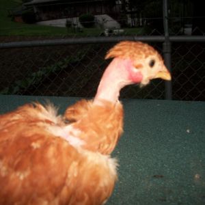 this is Candy Cane She has a older sister that looks just like her .Her name is Peppermint. My Grandson's favorites