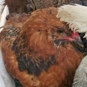 the EE Roo nine weeks and trying to crow ..love it