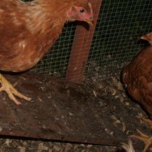 My star ( Red star ) and red riding hood (RiR)  these two are always together