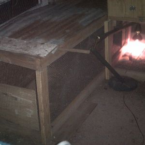 the brooder pent house is almost competle i added a 8ft by 2ft rectangle to my brooder box which is 4ft by 2.5ft  that's alot of space you say? well thats ok i have alot of chicks