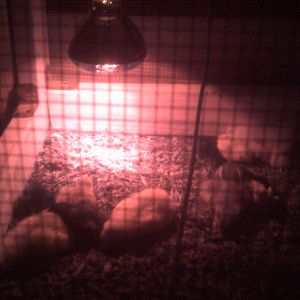 all the baby's are getting along just fine and just all went to bed