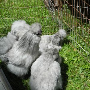 Pharms silkies.  
They went  to Lynzi, chris and  Baking.