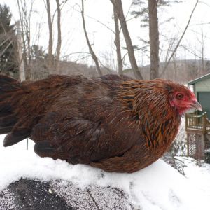 Sadie, americauna. Lays long skinny greenish/blue eggs daily. Very quiet and laid back. Comes to the gate when I go up to the pen and follows me around happily! Takes treats from my hand without grabbing my fingers! GREAT flyer. Shes larger and handles NY winters just fine with below freezing temps and 2 feet of snow!