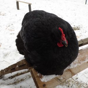 Lucy (my baby) Australorp. Lays medium sized light brown speckled eggs daily. Shes quite large in size and handles our NY winters just fine! Shes always outside, even in 2 feet of snow.. which means I do a lot of extra shoveling for her so she doesnt get stuck! :]