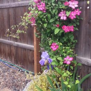 Clematis De Lyon