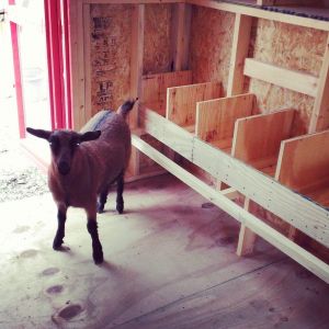 One of my goats checking out the new coop.