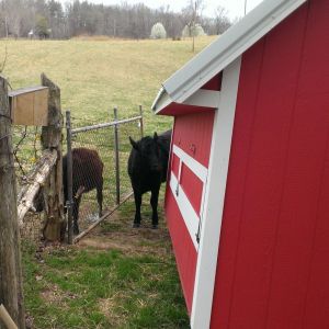 A couple of our cows checking out the coop.