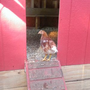 I used to come out and close the chicken door at night for peace of mind, but I have been leaving it open with no problems.