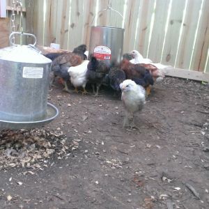 The chickens geeting some dinner from the feeders I hung above.