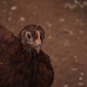 This is one of my girlfriends.  She fights to be petted.