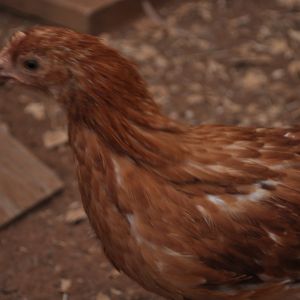 This is my first girlfriend.  She was the first one to want to be petted.