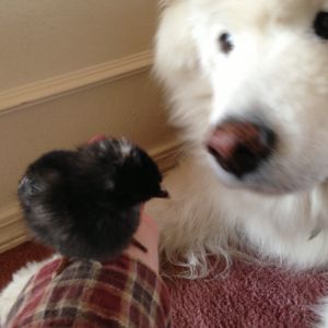 Laura, meeting our dog Aspen, thought he was a wonderful blanky.