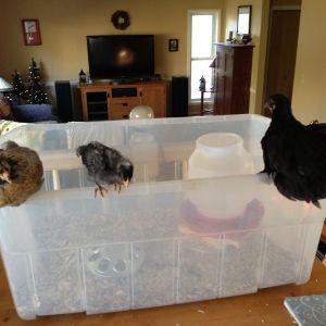 almost ready to move outside to the coop.