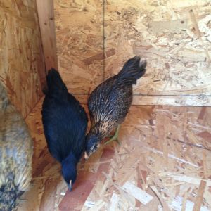 Exploring the new digs under construction