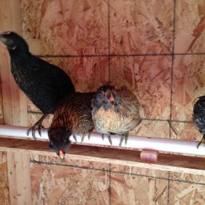 the roost is installed!