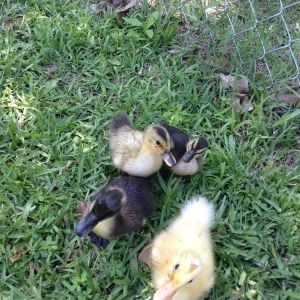 new duckling's first time roaming the backyard