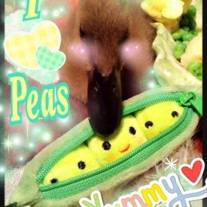 Dusty used to rest his beak over this pea plushie. I thought it was cute because eating peas was one of his favorites.