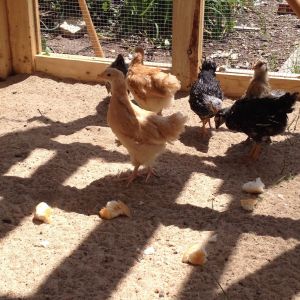 5 weeks old first day in the coop